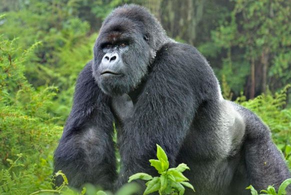 Gorilla Trekking in Mgahinga National Park